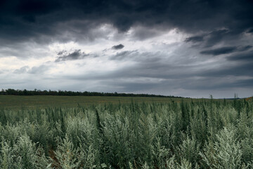 dramatic landscape with grass and dark sky