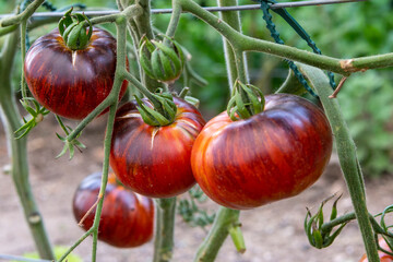 red, colorful and sweet tomatoes growing on the bush, photographed in the garden