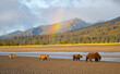 © RooM The Agency - A family of brown bears walking in rural landscape with a rainbow, Alaska, USA