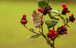 © RooM The Agency - Harvest mouse on a plant eating berries, Indiana, USA