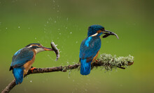 Two Kingfishers On A Branch With A A Catch Of Fish, Indiana, USA
