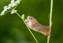 Harvest Mouse Climbing On A Flower In A Field, Indiana, USA