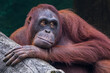 © RooM The Agency - Portrait of a male orangutan, Indonesia