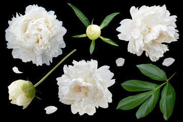 Wall Mural - set of white peony flowers isolated on black