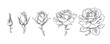 Rose flowers set. Stages of rose blooming from closed bud to fully open flower. Hand drawn sketch style vector illustration isolated on white background