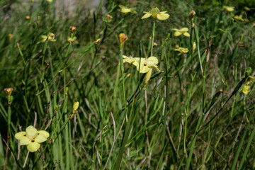 nature flowers green yellow peace