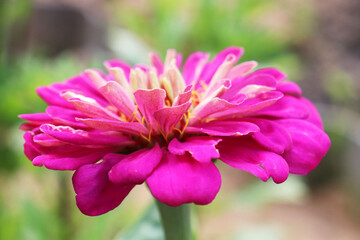 zinnia flowers in the garden