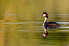 Great Crested Grebe (Podiceps Cristatus) Swimming On A Lake In Early Morning Light.