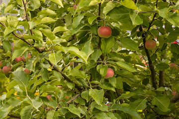 Autumn day. Red apples ripe othe tree.    