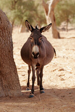 Donkey In The Shadow Of A Tree At Dogon Country, Africa