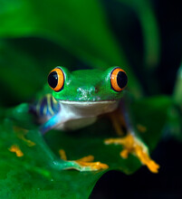 Red Eyed Tree Frog In The Rainforest