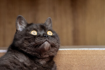 Playful gray cat with yellow eyes lays on his back and looks away