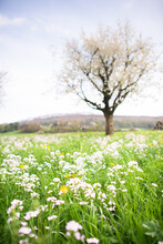 Blossoming Meadow With Tree In Spring