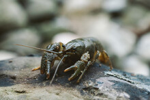 River Crayfish On A Rock