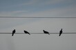 Four Birds on a Wire