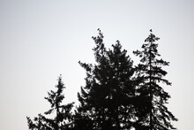 Silhouette Of A Birds Sitting On Tree Tops