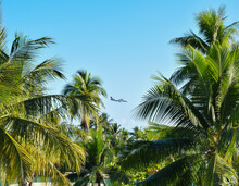 Airplane Flying Between Palm Trees.