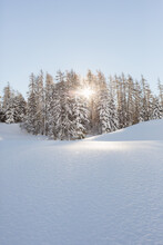 Sunshine Rays Among Snow Covered Trees