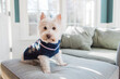 © Jakob Lagerstedt/Stocksy - Cute small white dog in a winter sweater