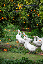A Group Of Ducks In An Orange Grove