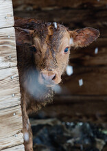 Newborn Calf Peeks Around Corner Of Shed On Snowy Day