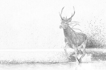 Fototapete - Deer buck (Cervus elaphus) sketch