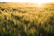 © Rob and Julia Campbell/Stocksy - Prarie farm wheat field at sunset.