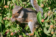 A Squirrel Eating Berries In A Tree