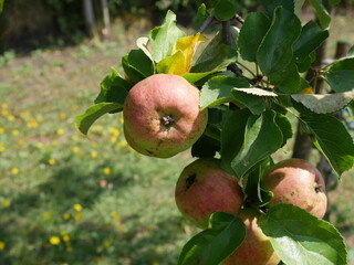 green-red apples on a tree. On a Sunny summer day