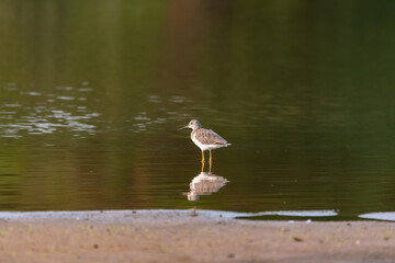 Wall Mural - Greater Yellowlegs standing over its reflection in calm lake