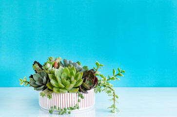 Wall Mural - Mix of green echeveria, sedum,crassula succulent plant arrangement in ceramic pot on white table top ,blue background