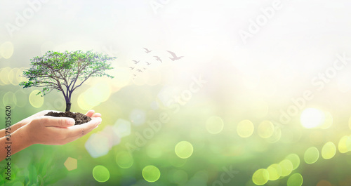 Fotomural World environment day concept: Human hands holding big tree over green forest ba