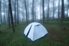 Outdoor Camping Tent Among Pine Forest And Misty In Rainy Season At Phu Hin Rong Kla National Park, Pitsanulok Province In Thailand. Travel And Natural Concept