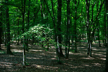  green trees in the forest behind the farm