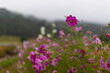 © sigmaphoto - 雨に濡れて水滴のついたコスモスの花