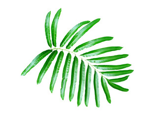 Wall Mural - Palm leaf, tropical leaves.green leaf isolated on white background.