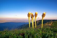 Fluffy Hypochoeris In The Mountains In The Evening. Lovely Flowers At Sunset In Summer