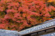 © sigmaphoto - 真っ赤に染まる紅葉と日本建築の屋根
