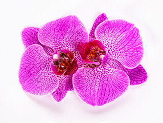 couple orchid flower isolated on white background close up