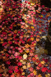 © sigmaphoto - 紅葉の落ち葉が落下した池の光と影