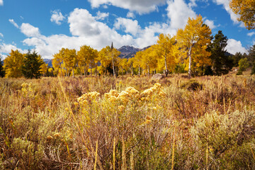 Poster - Autumn meadow