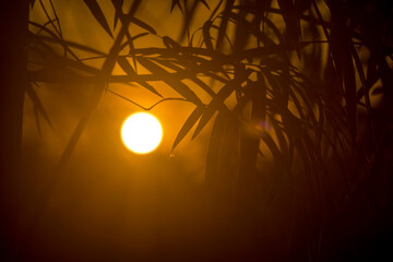 Canvas Print - Close up silhouette of bamboo leaves with sunlight background