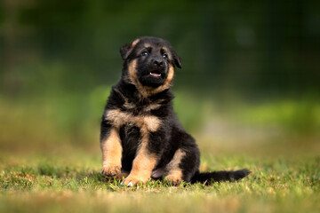 Sticker - german shepherd puppy sitting outdoors in summer