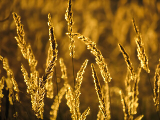 golden wheat field