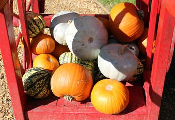 Wall Mural - Pumpkins and gourds on a wooden cart in a garden