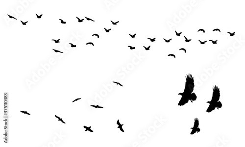 Cuadros en Lienzo flock of birds silhouette vector icon