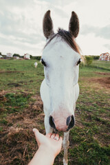 Beautiful horse outdoors enjoying nature