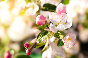 Wall Mural - Blooming apple flowers in spring garden, macro