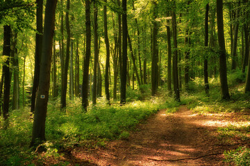 Poster - Trail in the colorful green spring forest in Hungary