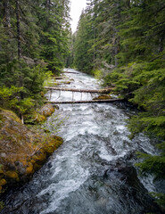 Marvelous Chinook Creek glistening on a warm spring day in an old growth forest with boulders and logs branching across the river in Washington State